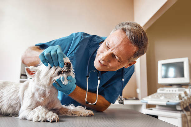 Best Emergency Dentist for Special Needs Patients in Nicholson, GA